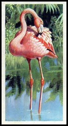 32 Rosy Flamingo